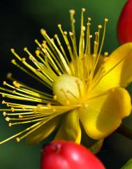 Hypericum x inodorum