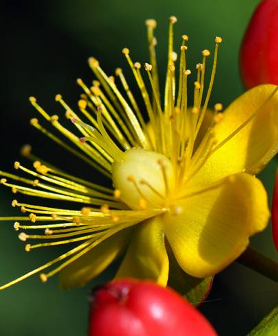 Fotografia de capa Hypericum x inodorum - do Jardim Botânico