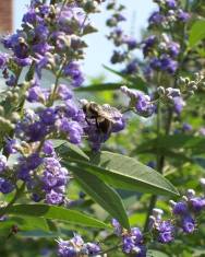 Fotografia da espécie Vitex agnus-castus