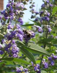 Vitex agnus-castus