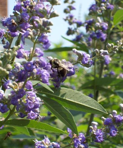 Fotografia de capa Vitex agnus-castus - do Jardim Botânico