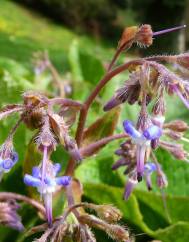 Trachystemon orientalis