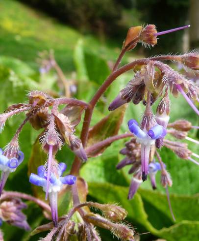 Fotografia de capa Trachystemon orientalis - do Jardim Botânico