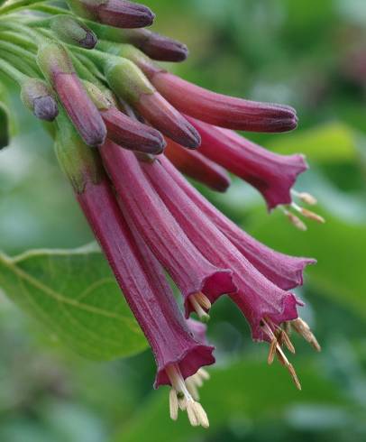 Fotografia de capa Iochroma cyaneum - do Jardim Botânico