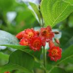 Fotografia 1 da espécie Iochroma coccinea do Jardim Botânico UTAD