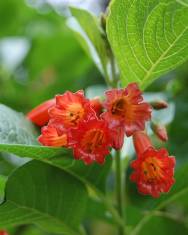 Fotografia da espécie Iochroma coccinea