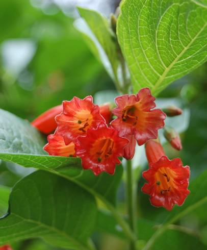 Fotografia de capa Iochroma coccinea - do Jardim Botânico