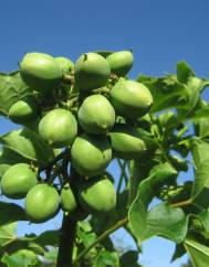 Jatropha curcas