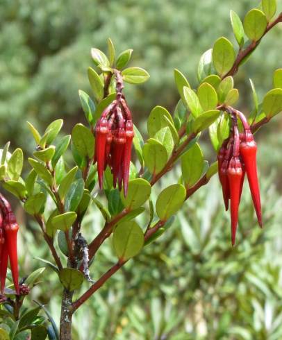 Fotografia de capa Ceratostema alatum - do Jardim Botânico