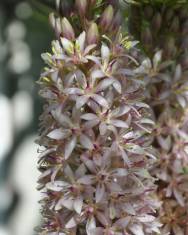 Fotografia da espécie Eucomis autumnalis