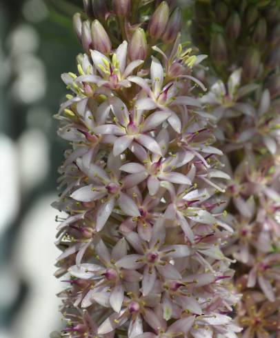 Fotografia de capa Eucomis autumnalis - do Jardim Botânico