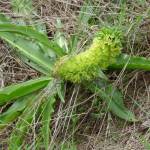 Fotografia 14 da espécie Eucomis autumnalis do Jardim Botânico UTAD