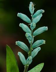 Lachenalia viridiflora