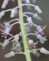 Fotografia da espécie Drimia indica