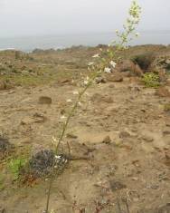 Fotografia da espécie Oziroe biflora