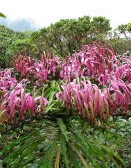 Trematolobelia macrostachys