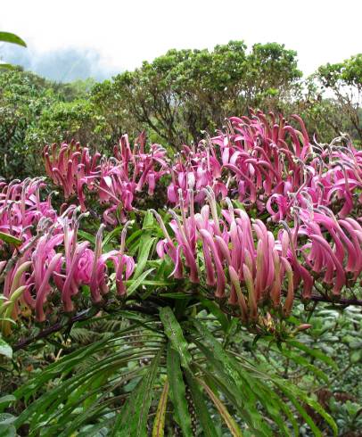 Fotografia de capa Trematolobelia macrostachys - do Jardim Botânico