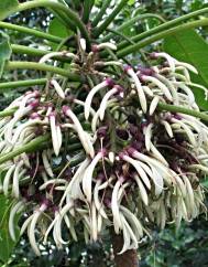 Cyanea angustifolia
