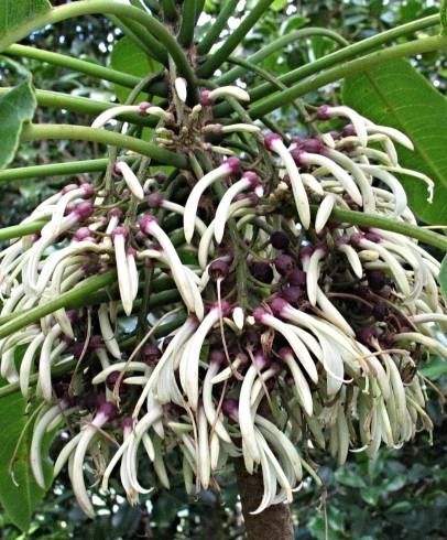 Fotografia de capa Cyanea angustifolia - do Jardim Botânico