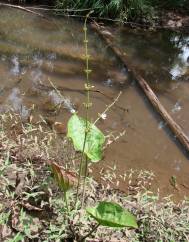 Echinodorus macrophyllus