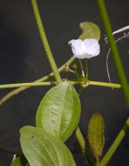 Echinodorus palaefolius