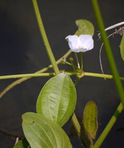 Fotografia da espécie Echinodorus palaefolius