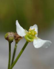 Helanthium tenellum