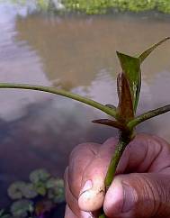 Hydrocleys nymphoides