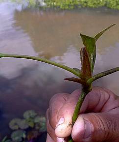 Fotografia da espécie Hydrocleys nymphoides