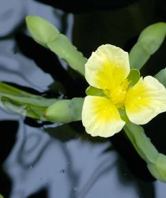 Fotografia da espécie Limnocharis flava