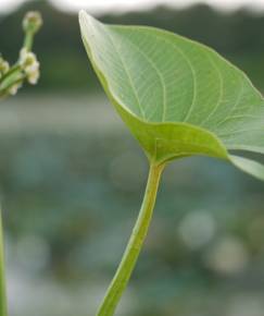 Fotografia da espécie Limnophyton obtusifolium