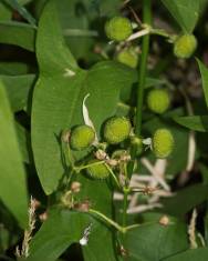 Fotografia da espécie Sagittaria cuneata