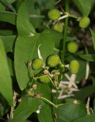 Sagittaria cuneata