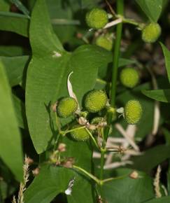 Fotografia da espécie Sagittaria cuneata