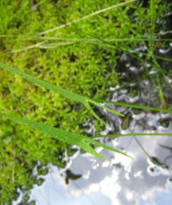 Fotografia da espécie Sagittaria engelmanniana