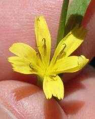 Fotografia da espécie Rhagadiolus stellatus