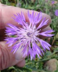 Fotografia da espécie Centaurea sphaerocephala subesp. lusitanica