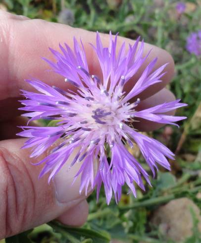 Fotografia de capa Centaurea sphaerocephala subesp. lusitanica - do Jardim Botânico