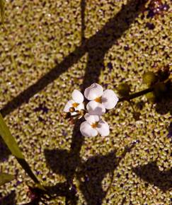 Fotografia da espécie Sagittaria trifolia