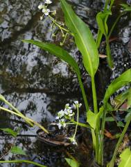 Sagittaria platyphylla