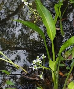 Fotografia da espécie Sagittaria platyphylla