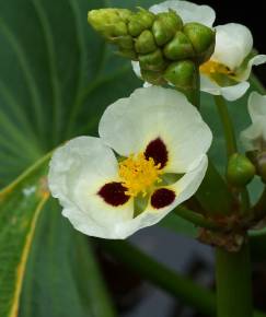 Fotografia da espécie Sagittaria montevidensis