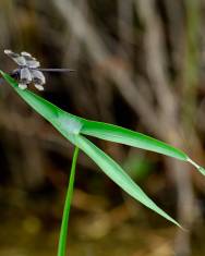 Fotografia da espécie Sagittaria longiloba