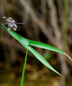 Fotografia da espécie Sagittaria longiloba