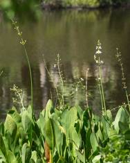 Fotografia da espécie Sagittaria lancifolia