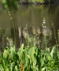 Fotografia da espécie Sagittaria lancifolia