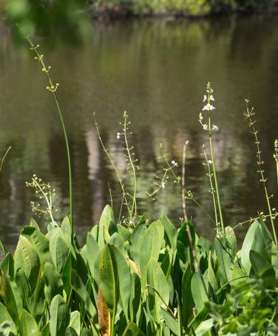 Fotografia de capa Sagittaria lancifolia - do Jardim Botânico