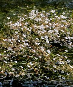 Fotografia da espécie Sagittaria kurziana