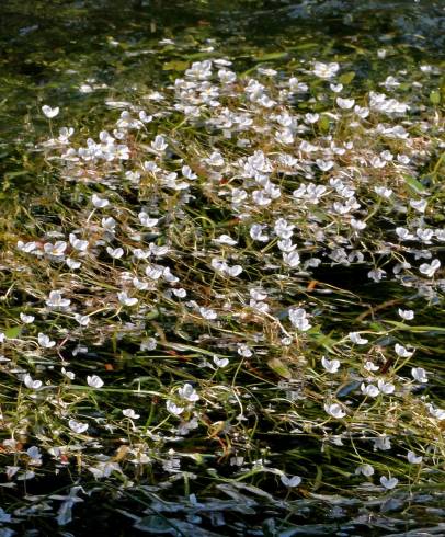 Fotografia de capa Sagittaria kurziana - do Jardim Botânico