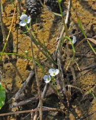 Fotografia da espécie Sagittaria isoetiformis